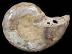 Sliced, Agatized Ammonite Fossil (Half) - Jurassic #54028-1